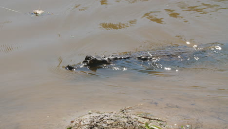 Caiman-crocodilus-swimming-in-a-pond-French-Guiana